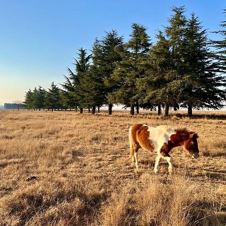 Merino Stal Guest Farm Ermelo Εξωτερικό φωτογραφία