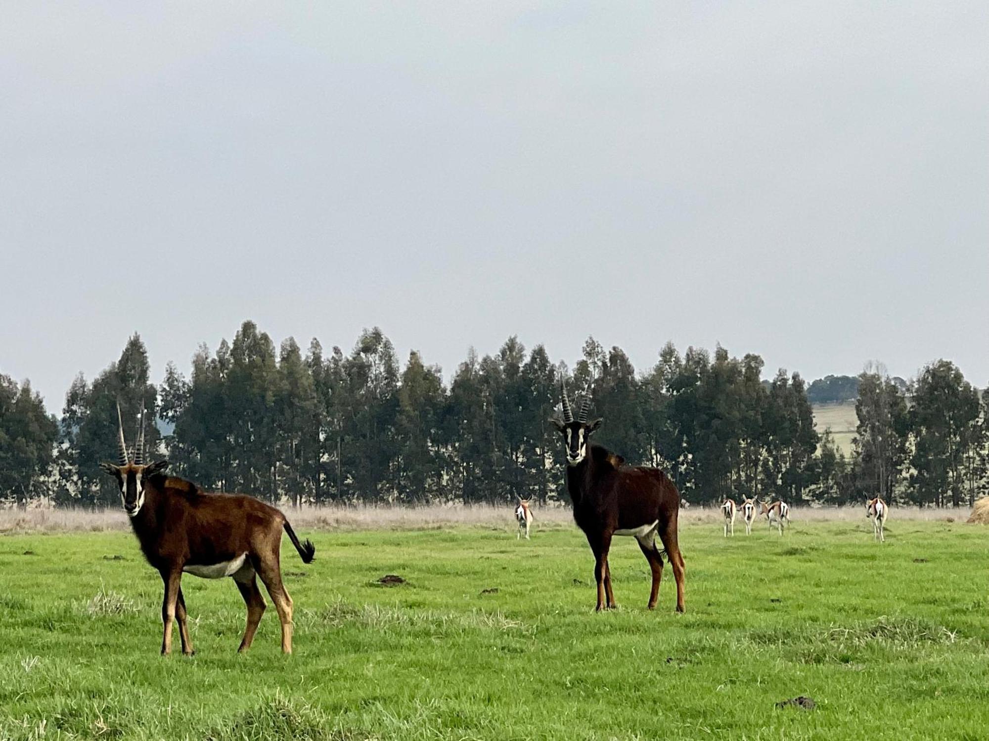 Merino Stal Guest Farm Ermelo Εξωτερικό φωτογραφία